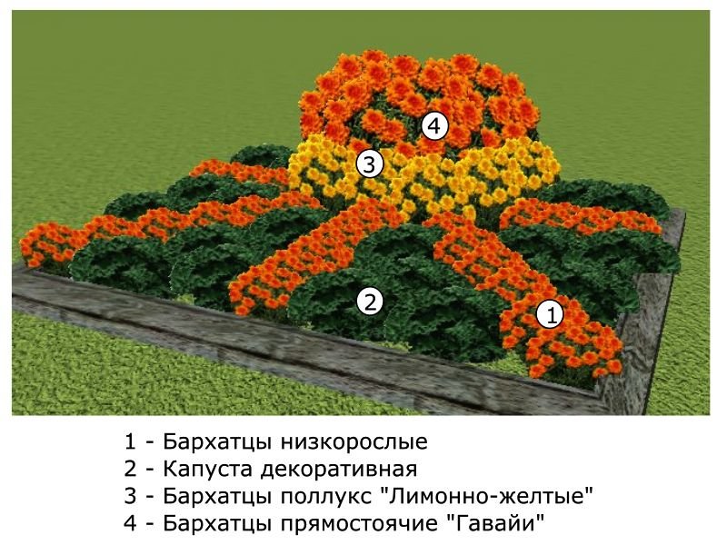 Схема посадки цветов на клумбе для начинающих фото пошагово