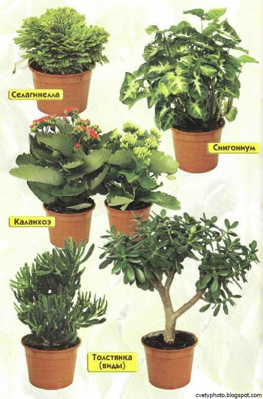 популярные домашние растения фото и название