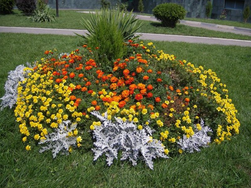 Как использовать бархатцы в ландшафтном дизайне: выращивание цветов и оформление клумб