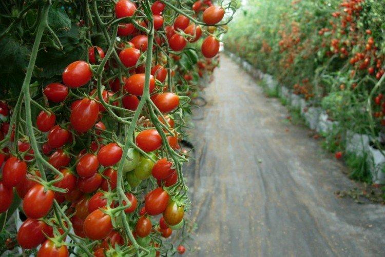 Лучшие сорта томатов для подмосковья, устойчивые к фитофторе | садоводство и огородничество