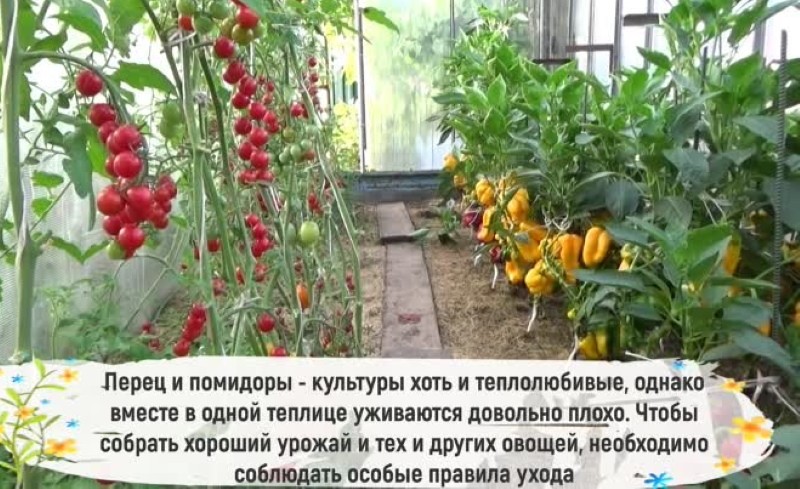 Огурцы и помидоры в одной теплице из поликарбоната: можно ли их садить и выращивать вместе в одном парнике и как правильно это делать