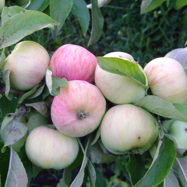 Ранние сорта яблонь для подмосковья с фото и описанием, в том числе карликовые и колоновидные﻿