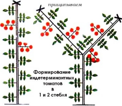 Схема формировки томатов