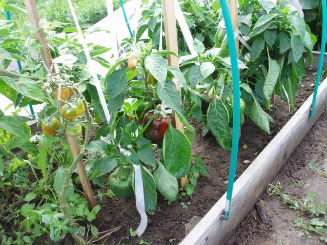 Можно ли в одной теплице выращивать перец, помидоры и огурцы — мой садочек
