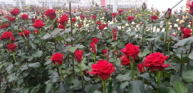Правила выращивания и ухода за розами в теплице