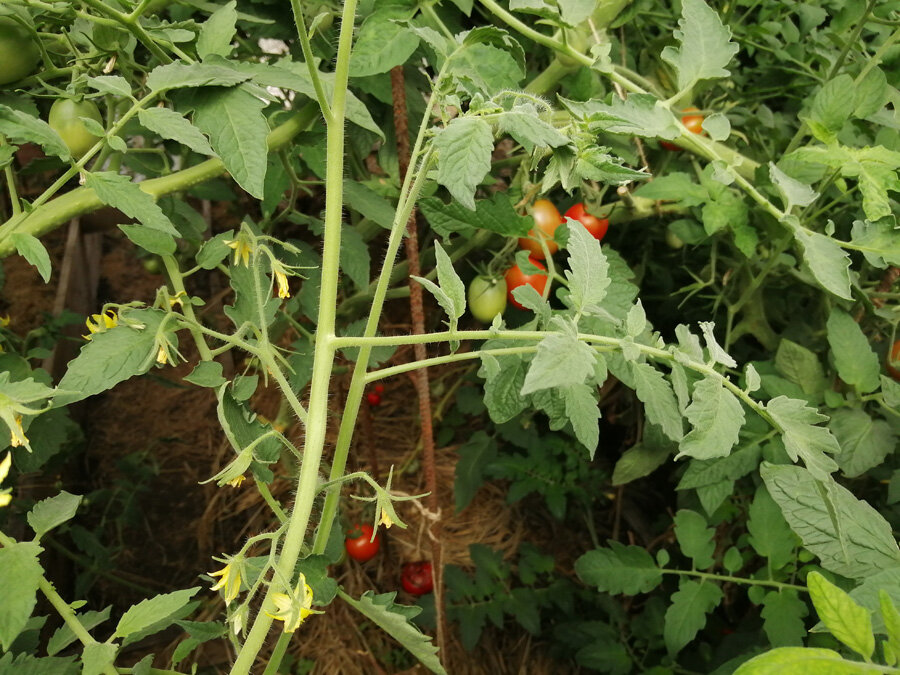 Как ускорить созревание томатов в теплице и дома - дача сад огород