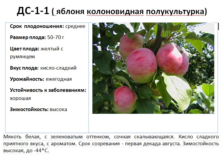 Сорт колоновидной яблони президент, описание, характеристика и отзывы, а также особенности выращивания данного сорта