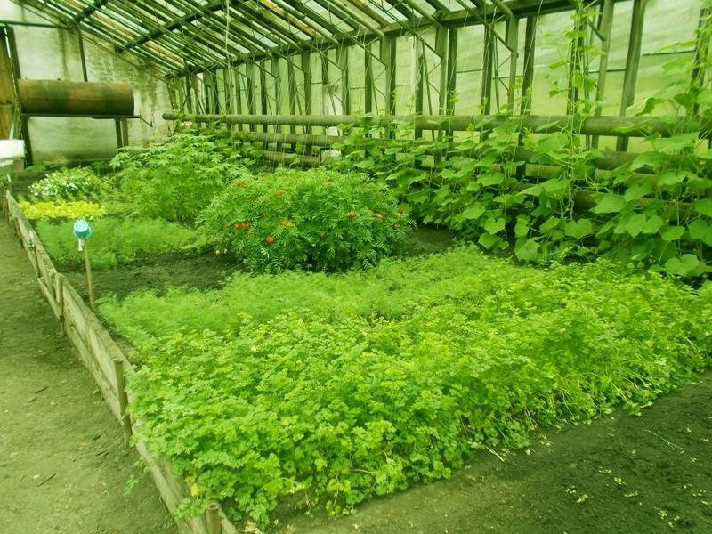 Выращивание зелени в теплицах