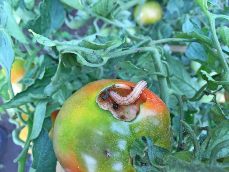 Болезни томатов в теплице, фото и их лечение: 4 опасных заболевания