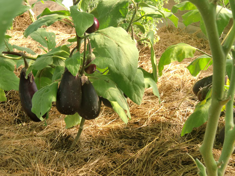 Выращивание баклажанов в подмосковье в открытом грунте и в теплице, когда сажать их на рассаду, лучшие сорта для московской области