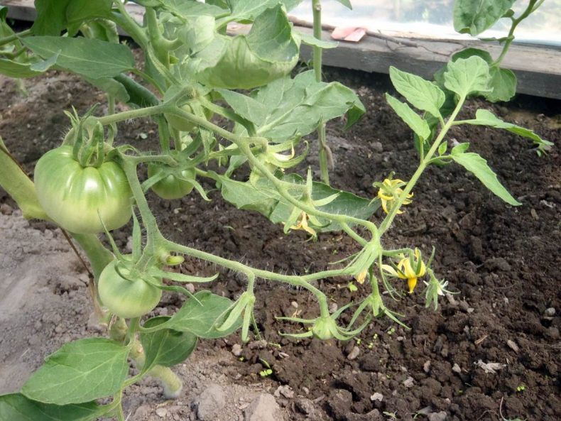 Почему не цветут помидоры — как правильно помочь кустам, пути решения, не завязываются томаты, в теплице и в открытом грунте, на балконе, фото