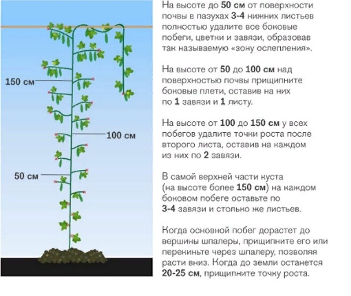 Как правильно и зачем формировать огурцы в теплице? видео — ботаничка.ru