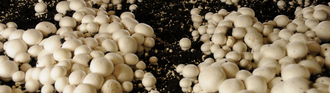 Выращивание грибов в домашних условиях: инструкция для новичков