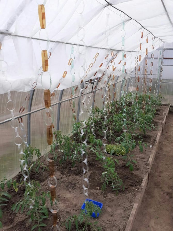 Подвязка помидоров в теплице из поликарбоната: видео, как и чем правильно подвязать, варианты, фото