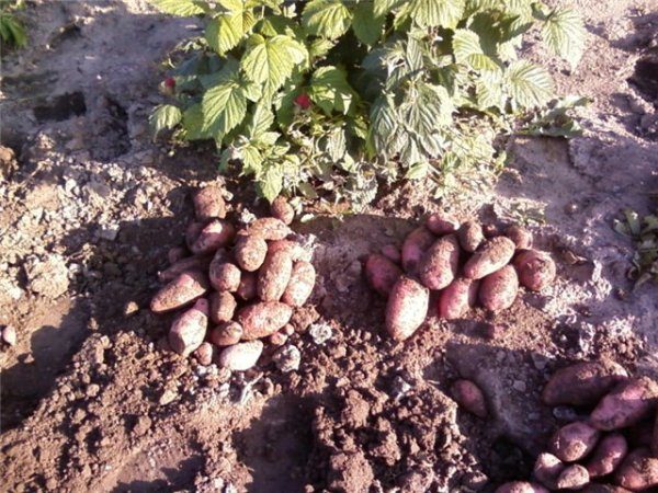 Как вырастить картофель сорта лапоть без забот