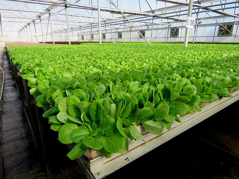 Выращивание зелени в теплицах. зелень и салаты. секреты чудо-урожая