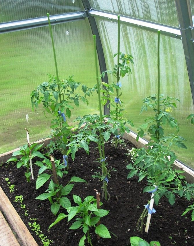 Выращивание помидоров в теплице из поликарбоната — пошаговая инструкция