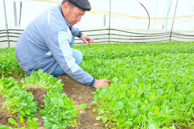 Особенности выращивания капусты в теплице