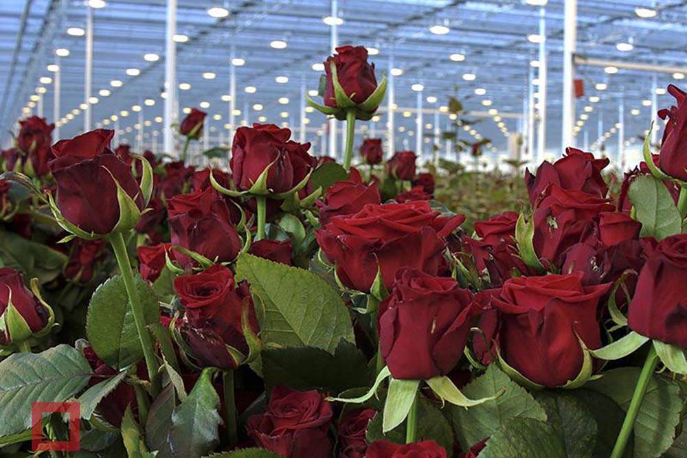 Выращивание роз как бизнес: особенности, достоинства и технология разведения