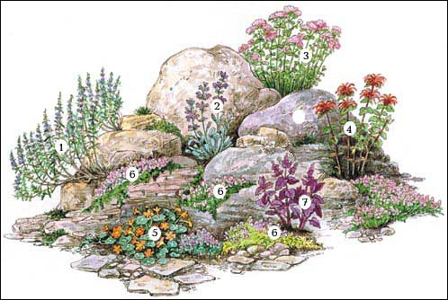 Растения для альпийской горки: названия и фото, озеленение своими руками