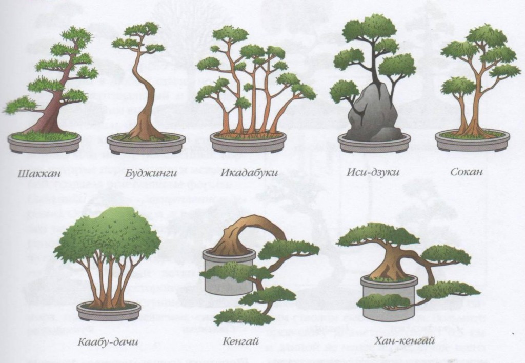 Японское дерево бонсай: 5 простых шагов к успеху