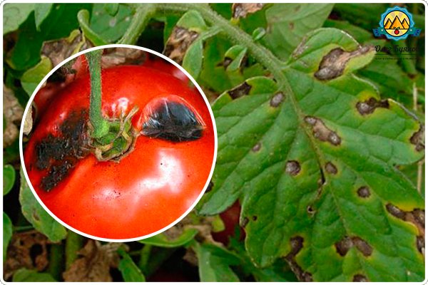 Профилактика фитофторы на помидорах в теплице: как защитить томаты и предотвратить недуг, какие методы применить, как предупредить, чтобы уберечь растения?