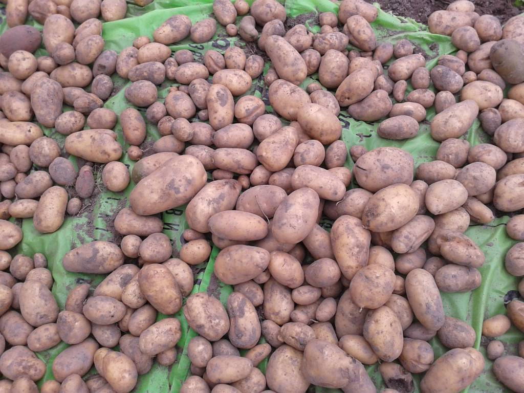 Сорт картофеля «любава» – описание и фото