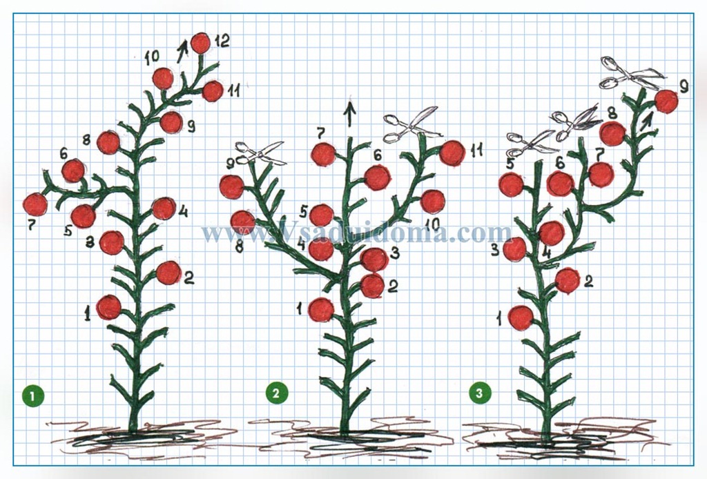 Инструкция как пасынковать помидоры в теплице: что нужно знать