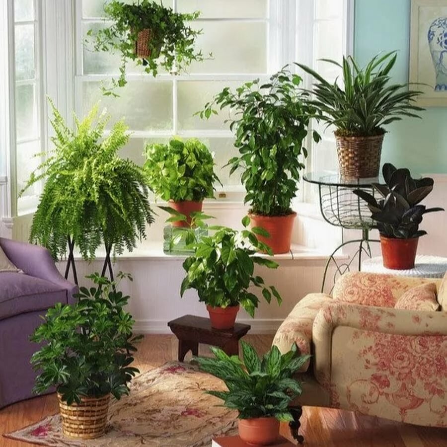 Неприхотливые комнатные растения: примеры самых неприхотливых в уходе цветов и растений для частного дома или квартиры + фото, названия