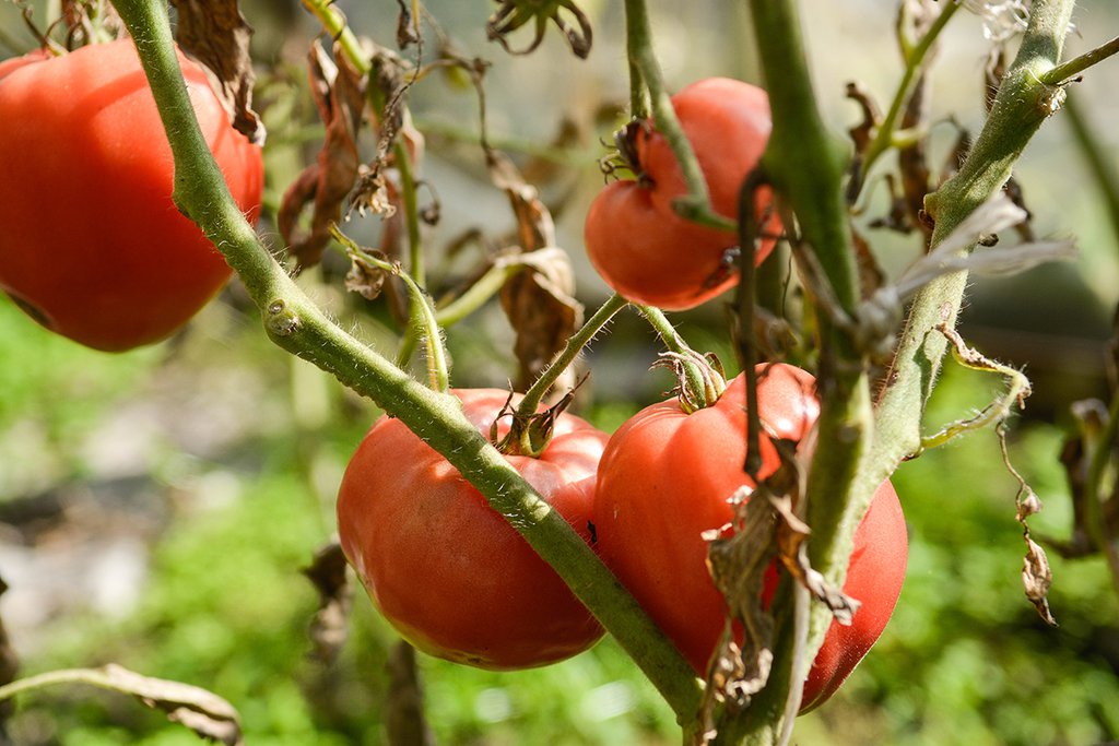 Урожайность томата столыпин. Помидоры в теплице. Обильный урожай томатов. Большие помидоры в теплице. Помидоры растения в теплице.