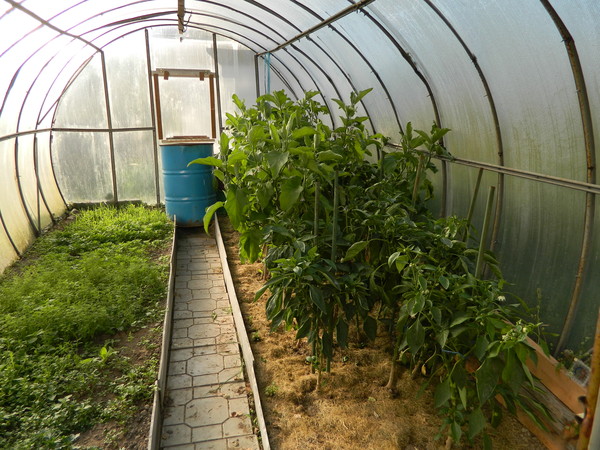 О посадке сидератов под томаты весной в теплице: что сеять, фацелия, горчица