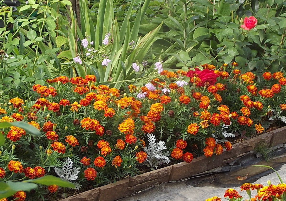 Как красиво посадить бархатцы на клумбе: лучшие сочетания цветов