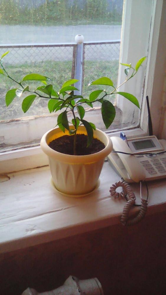 Лимонное дерево в домашних условиях из косточки фото как выглядит