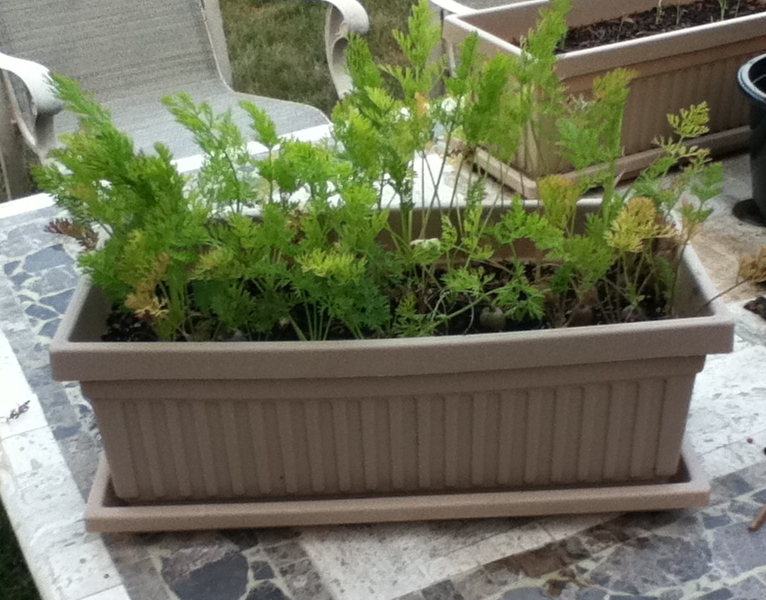 Огород на балконе: озеленение балкона своими руками