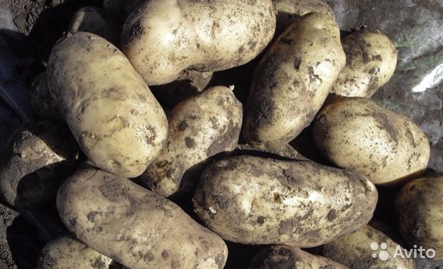 Картофель лапоть (сибирский, башкирский): описание сорта, фото, отзывы, выращивание
