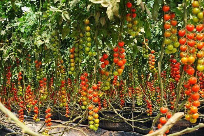 Лучшие сорта томатов для теплицы из поликарбоната для подмосковья: описание с фото