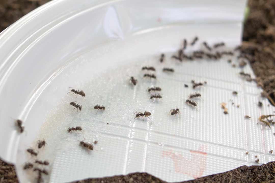 Как избавиться от муравьев в теплице – проверенные средства и методы