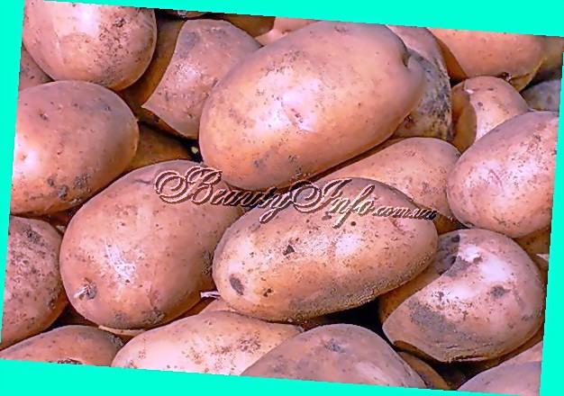 Знакомьтесь-картофель лапоть.: дневник пользователя larchick
