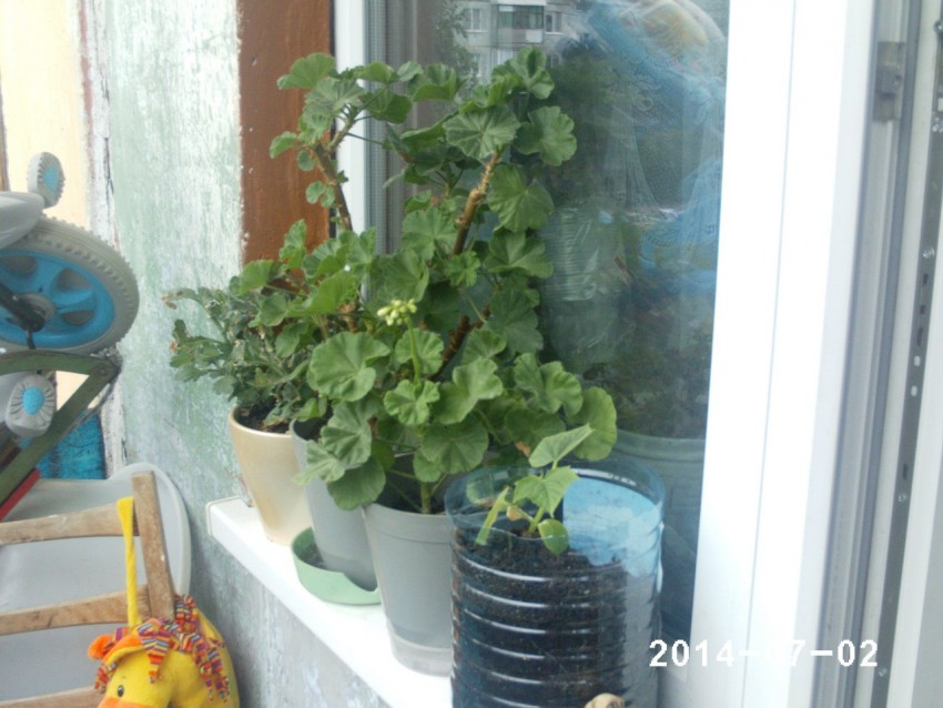 Огурцы на балконе выращивание пошагово для новичков с фото