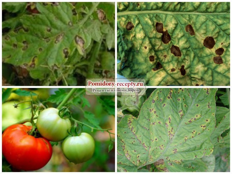 Болезни рассады, листьев, стеблей, плодов томатов – описание с фото