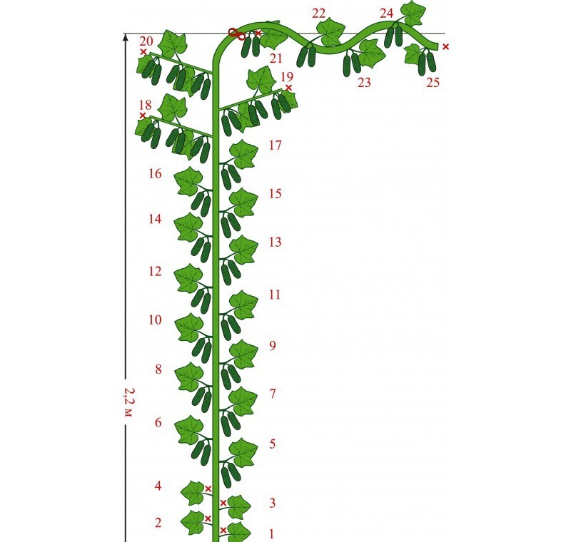 Схема огурцов в теплице