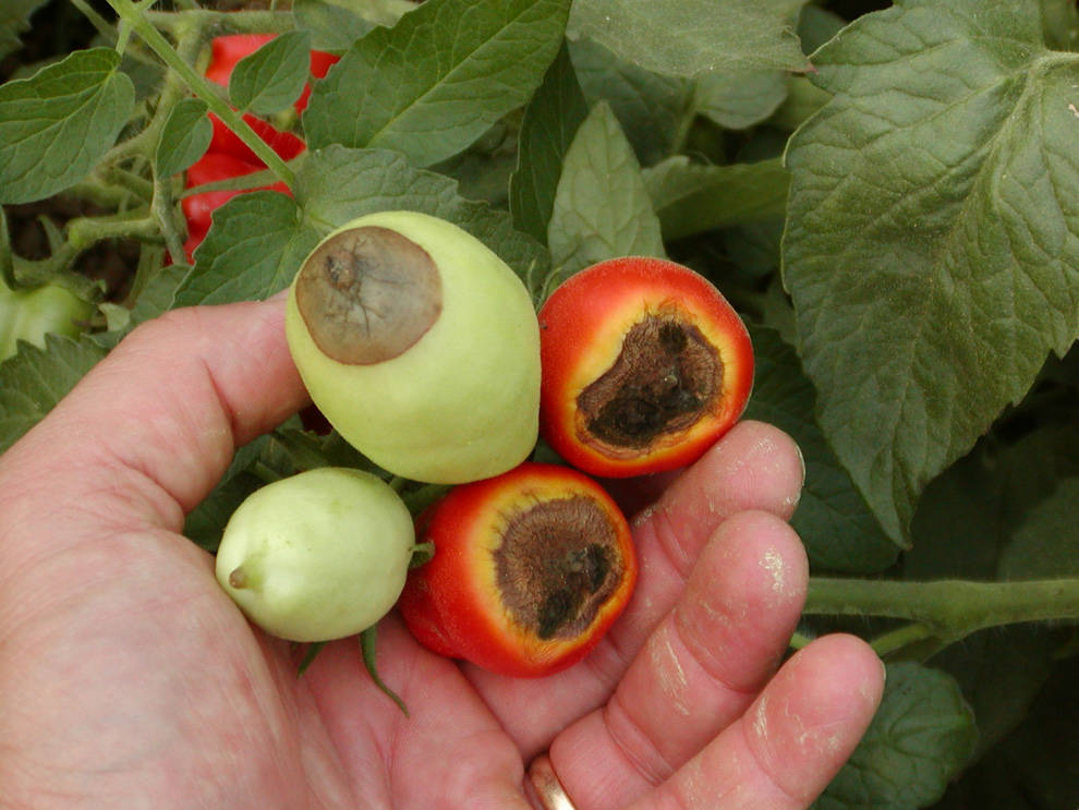 Бурая гниль томатов (фомоз) - заболевания | нпц «фармбиомед»