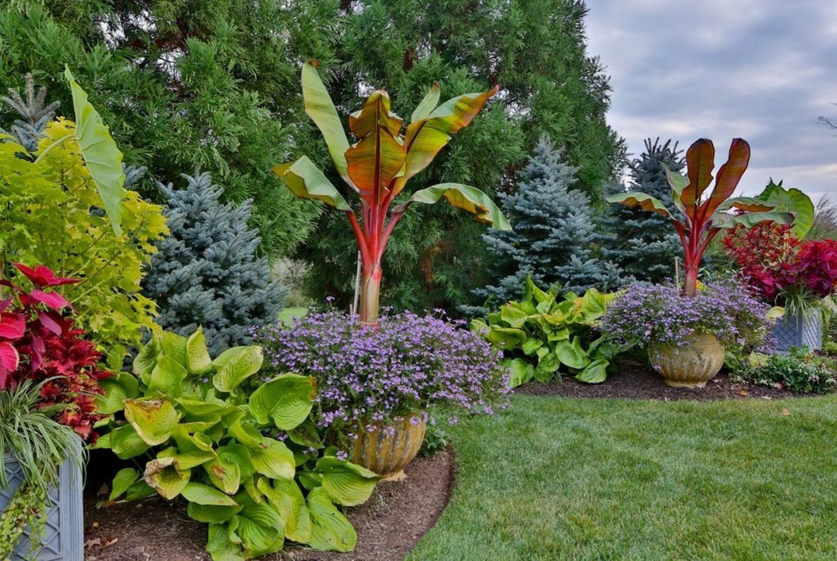 Хоста в дизайне сада с какими цветами сочетается фото