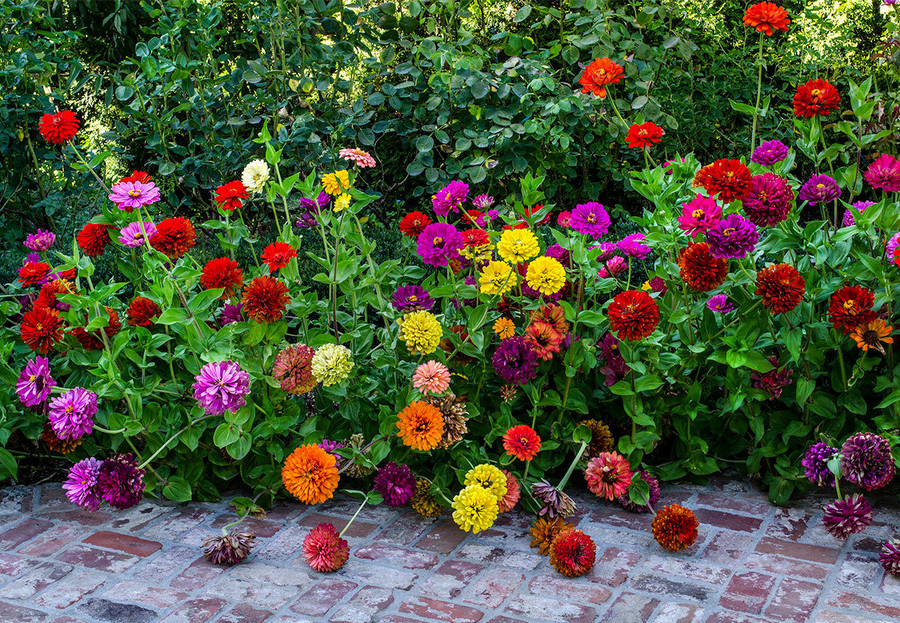 Цветы для клумбы - самые лучшие (100 фото) - клумбы и ландшафтный дизайн