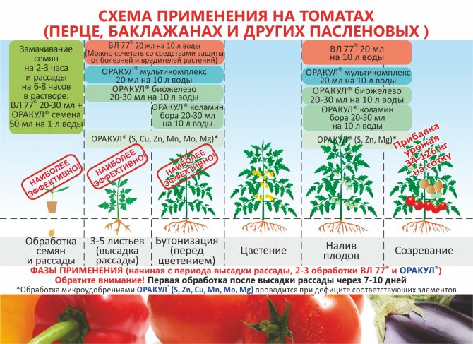 Подкормка помидоров в теплице: график, виды удобрений