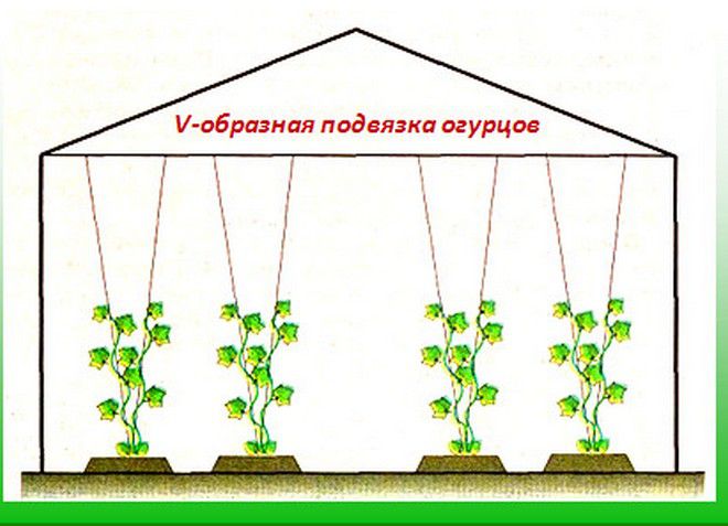 Схема посадки перца в теплице: расстояние между рядами и в ряду — как сажать перцы в теплице