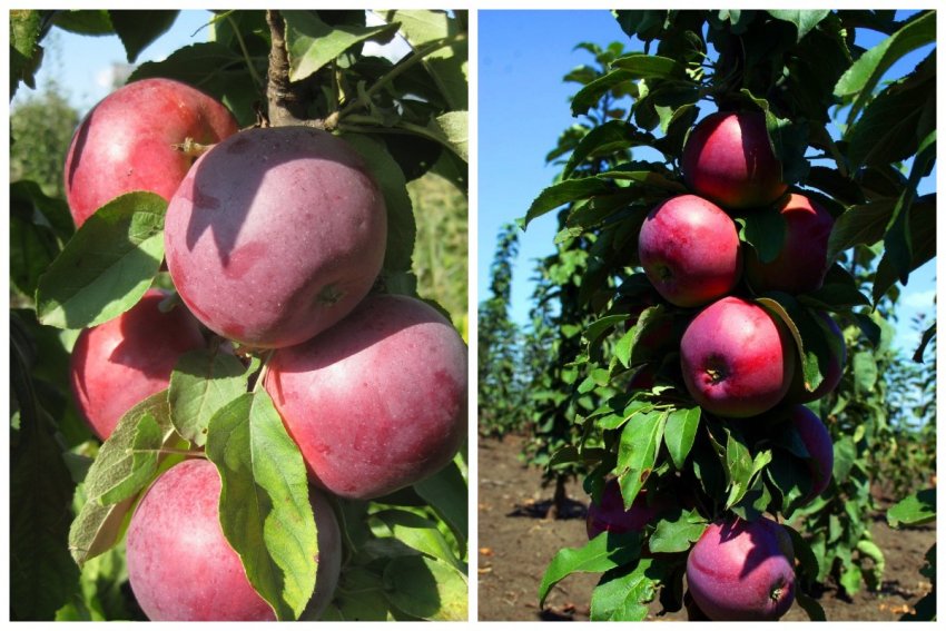 Яблони для подмосковья - лучшие сорта: ранние, зимние, летние, осенние, карликовые, самоплодные