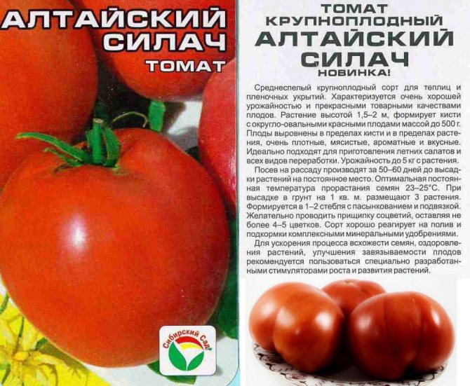 Выращивание томатов: советы огородников по агротехнике выращивания помидор, чтобы получились крупными и сочными, способы и методы