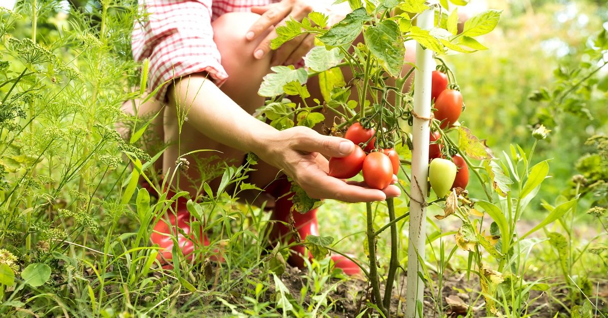 Супер ранние помидоры сорта для теплиц 2021
