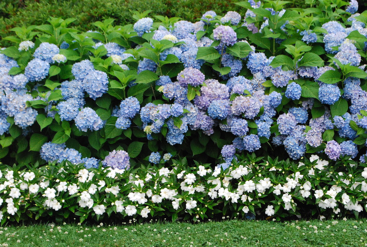 Цветущие все лето многолетние садовые кустарники: фото и названия декоративных кустов, особенности ухода и рекомендации по посадке